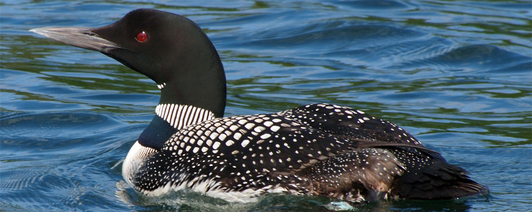 Loon